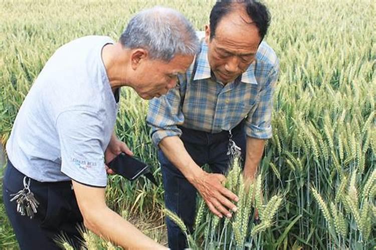 小麦喜欢硫酸钾还是氯化钾 小麦肥害的症状