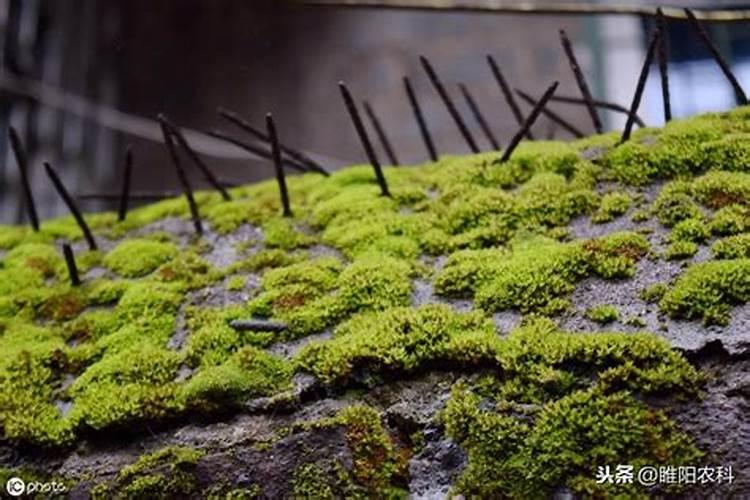 棕树的养殖方法(棕树的养殖方法和注意事项棕榈什么时候种合适)百度...