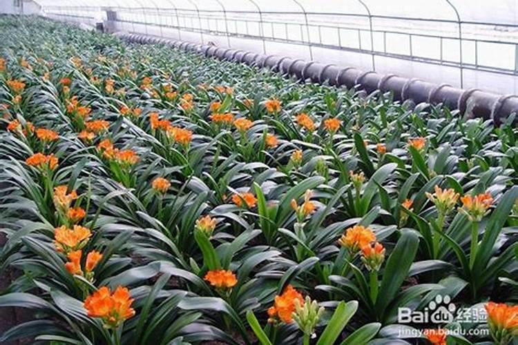 菏泽曹州古城归城投管吗