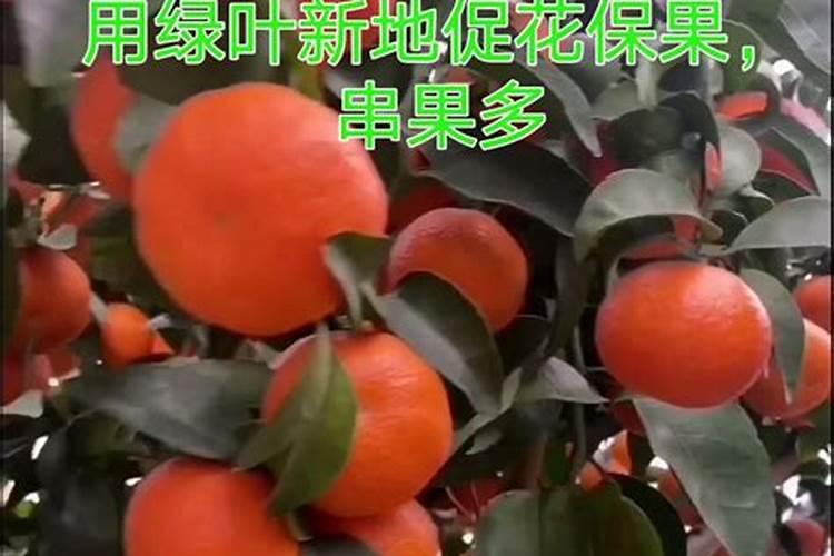 柑橘座果期冲施什么肥料好？柑橘保花保果叶面喷什么好？