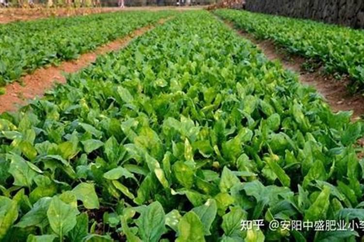 秋葵是怎样种的？需要什么肥料？