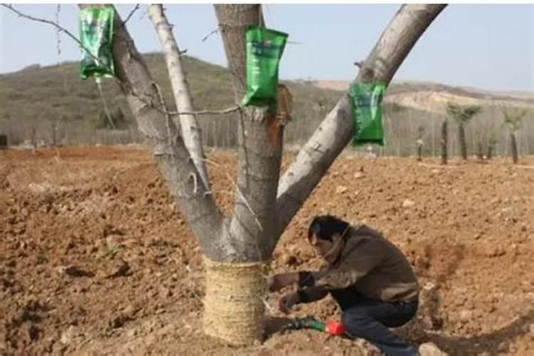 你好:大棚移栽樱桃树之前需要施什么肥料？