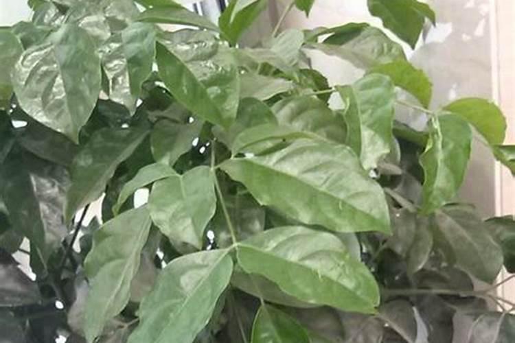 尿钾肥料是什么肥料