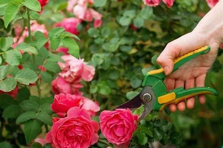 月季修剪后施什么肥最好