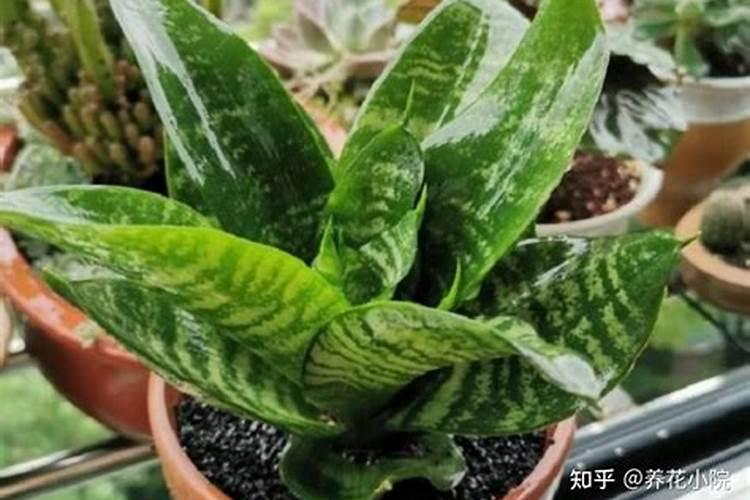 食物含锌量排行榜表