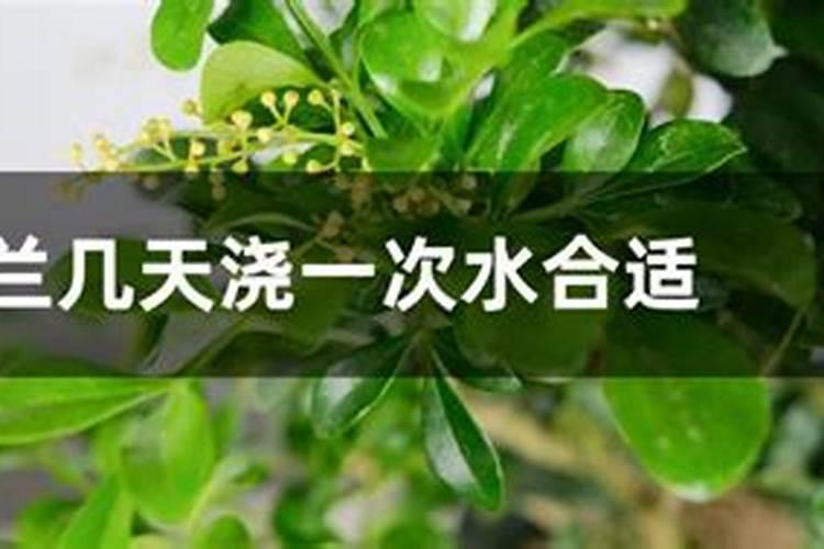 请问怎样养米兰？