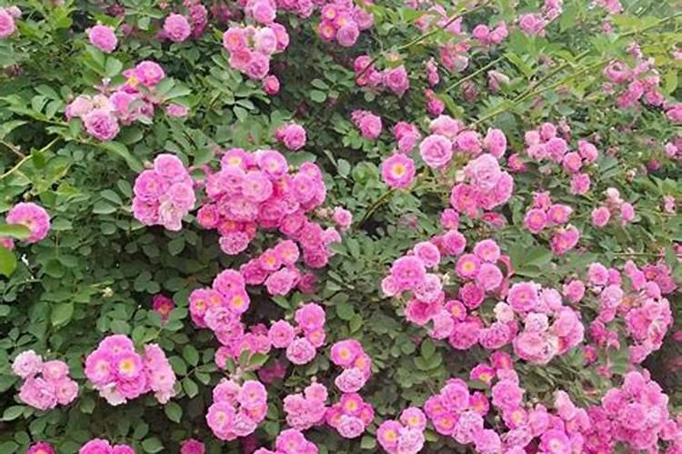 爬藤月季种植用肥知识技巧 爬藤月季可以盆栽吗