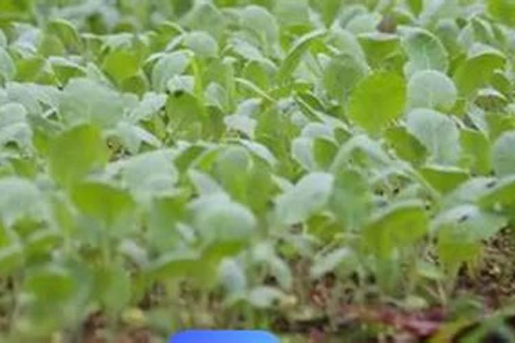 氯化胆碱的用途和使用方法