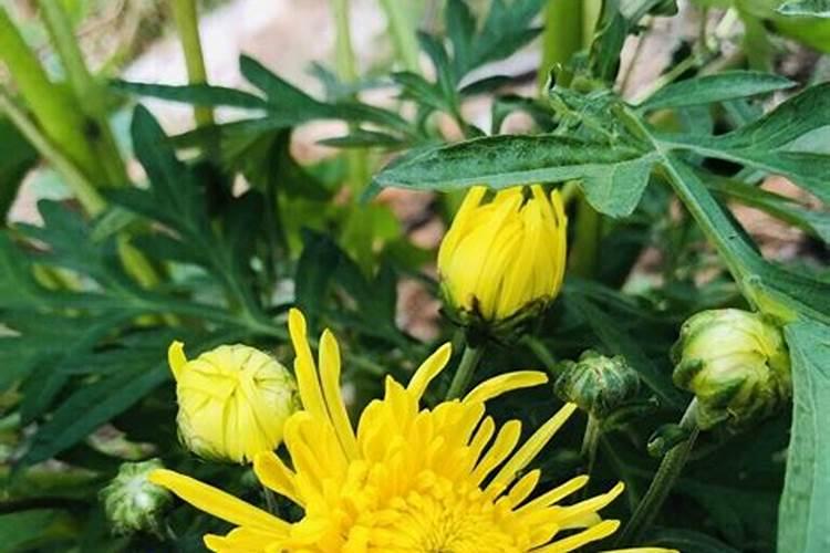 磷酸二氢钾液体的都是假的吗？