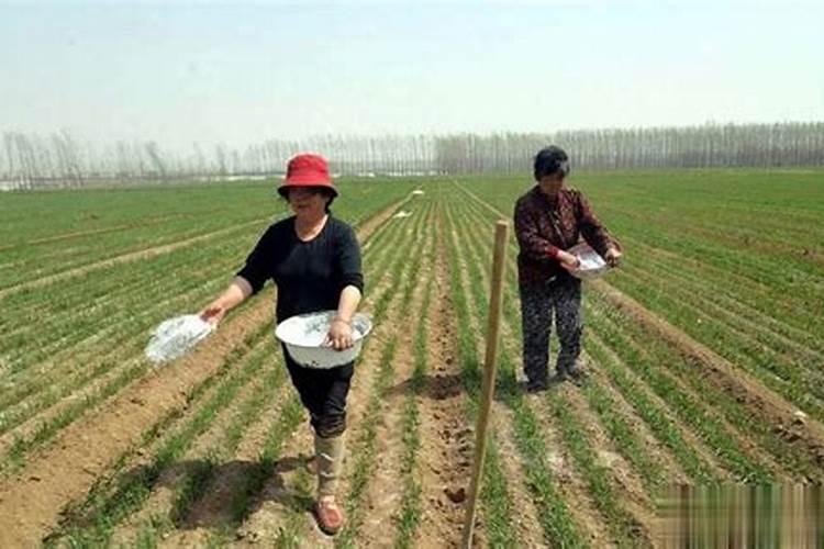 硝酸磷肥是什么