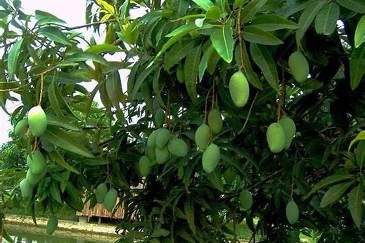 硫酸钾的化肥好还是硝态 氮