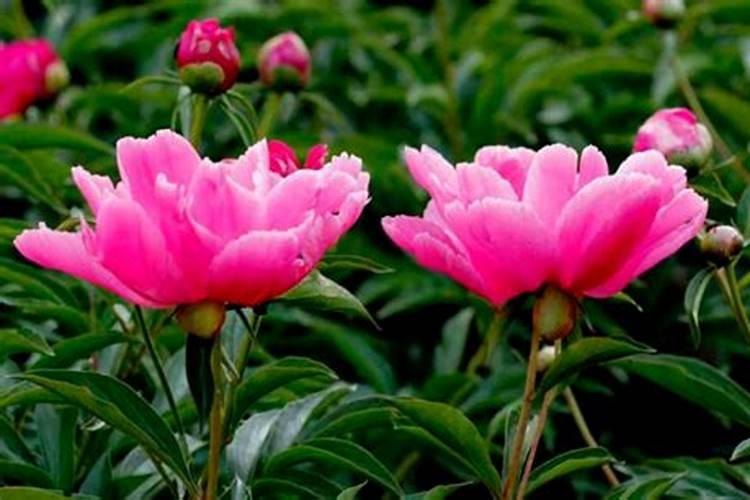 芍药花春天发芽施什么肥