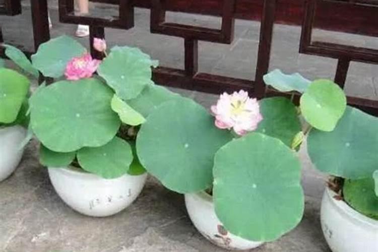 养碗莲可以用复合肥施肥吗？