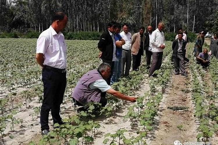 芸苔素控旺增产秘诀
