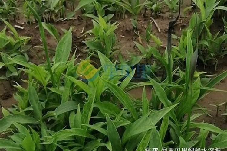 甲嘧磺隆除草剂12克兑多少水