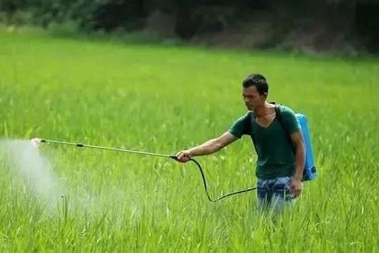 油菜追施应该在哪个阶段？给油菜浇水要注意什么呢？