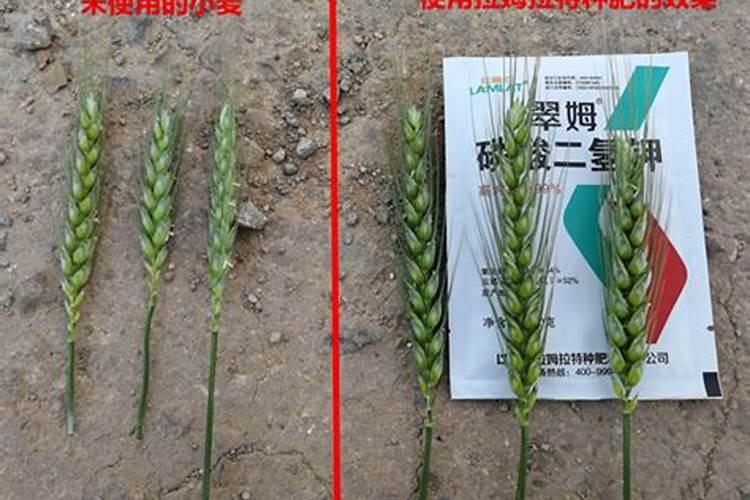 甜叶菊的养殖方法和注意事项