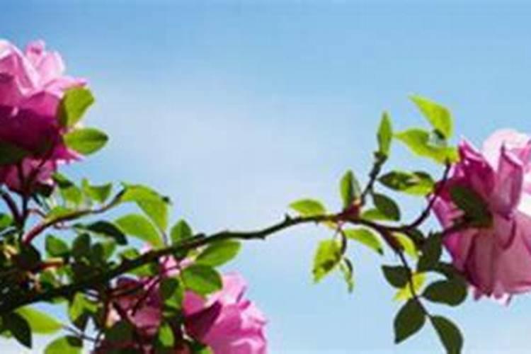 蔷薇花什么时候施肥