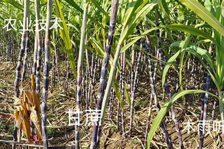种植甘蔗需要哪些肥料打底