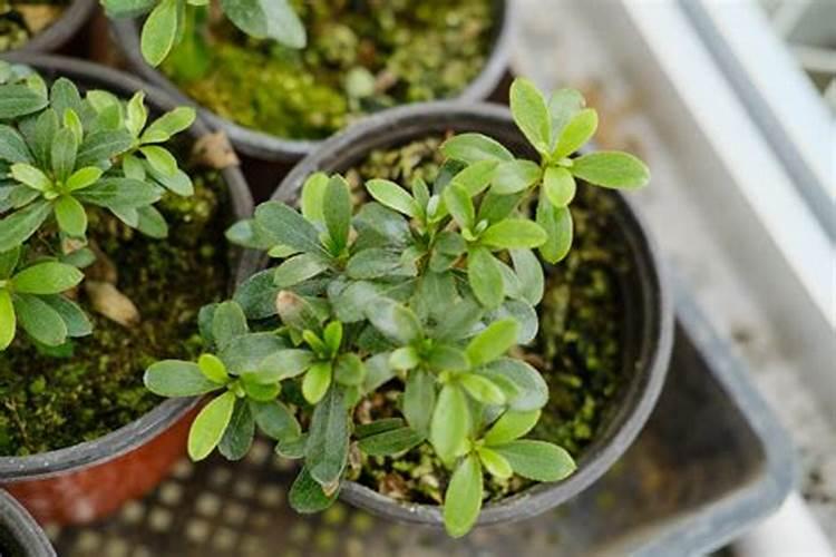 花苗移植多久可以施肥 花苗移植后多久开始施肥