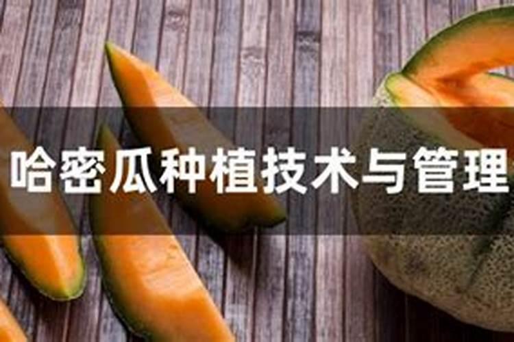 露地哈密瓜种植技术管理如何施肥浇水