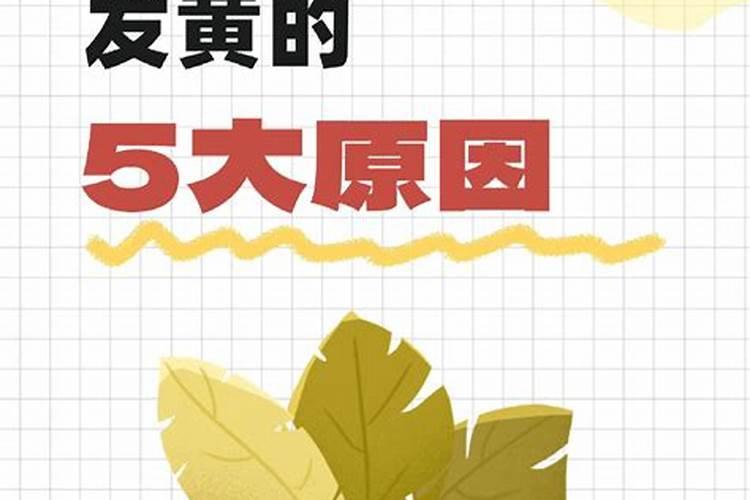 果树磷过剩是由哪些原因引起的？