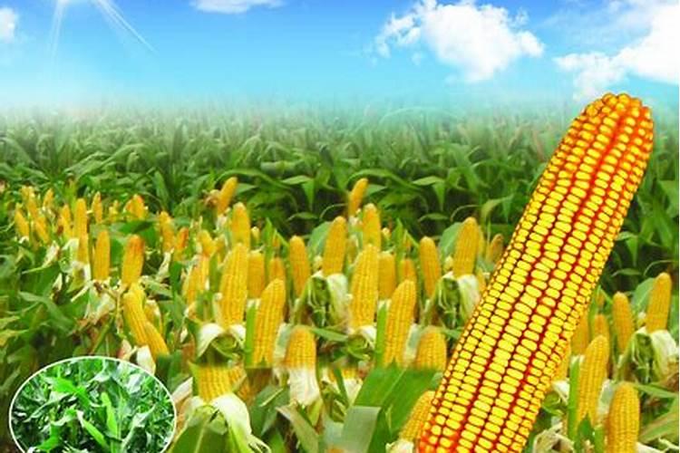 杨树施肥用玉米控释肥可以吗？