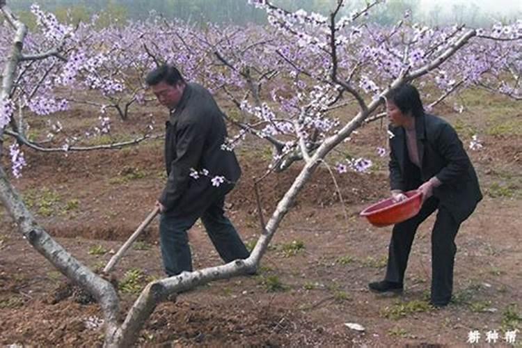 李子树施肥用什么肥料