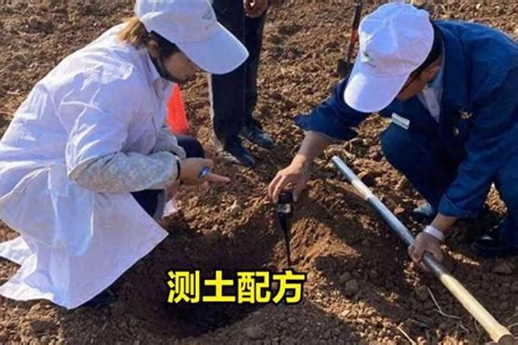 君子兰花肥能上蝴蝶兰花吗