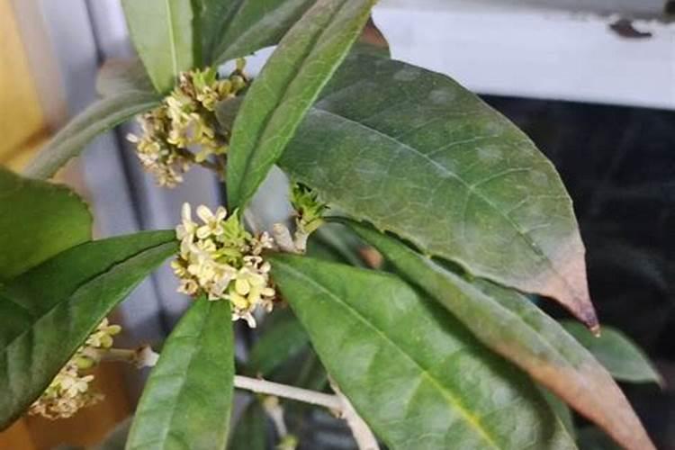 苦参碱农药杀什么虫