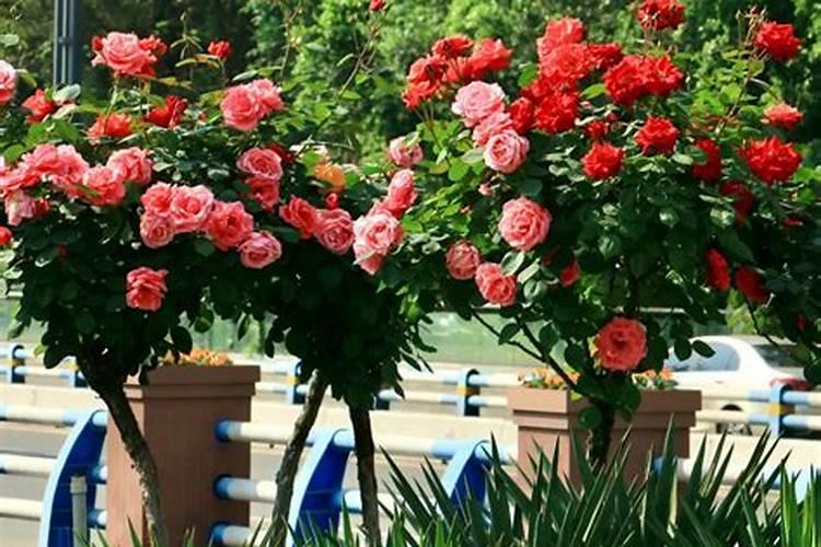 月季花夏季施什么肥好