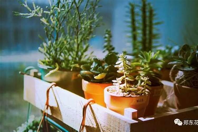 九三油和福临门油哪个好？有什么区别？