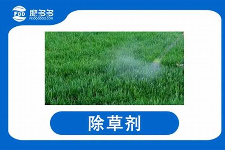农药杀菌剂喷施,需要注意什么？