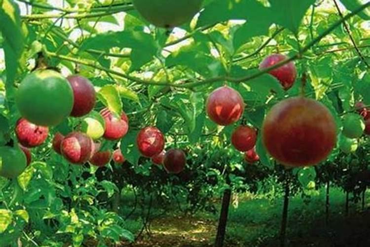 百香果施什么肥料最好