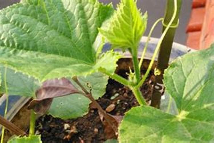 黄瓜秧细变粗最快方法