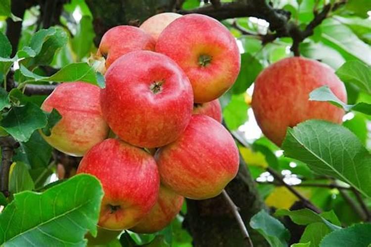 豆角开花期怎样施肥 什么时候施肥产量高