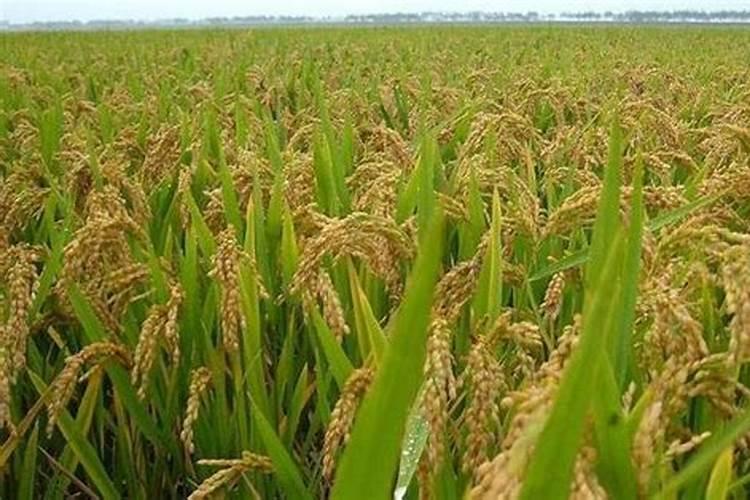 长寿花开花期间怎么施肥花卉百科