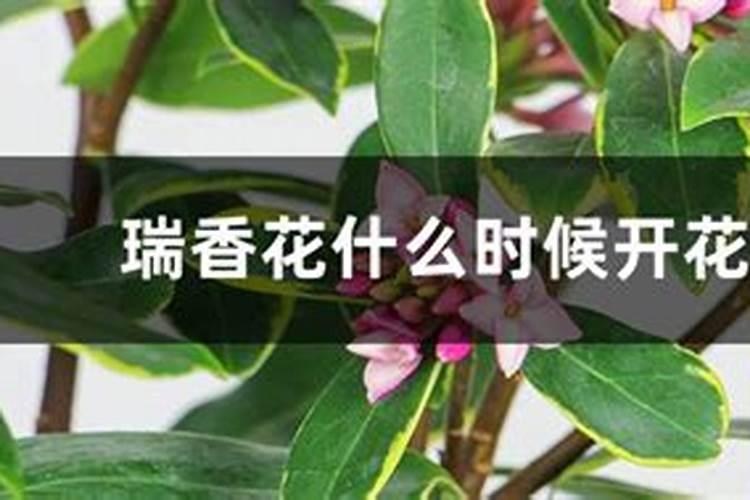 金边瑞香花后怎么养护