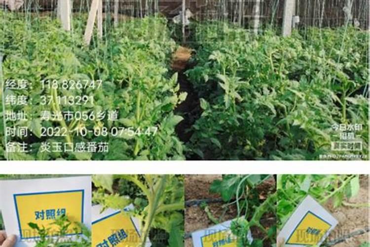 复合肥、水溶肥、叶面肥哪个好