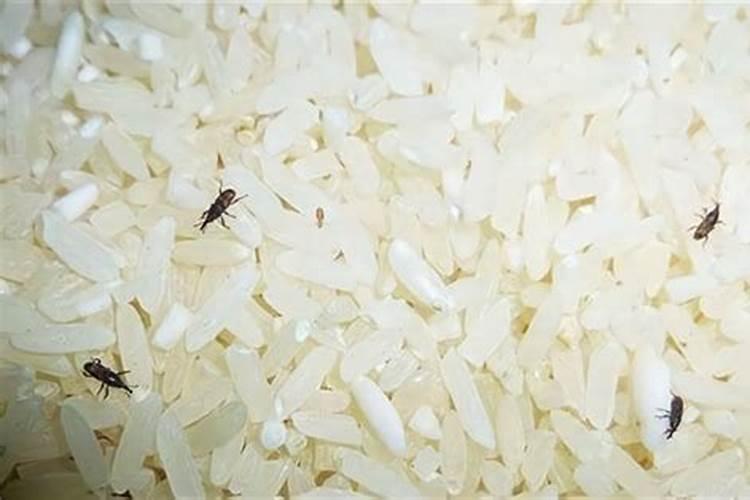 长虫的大米不想吃了还能怎么利用了