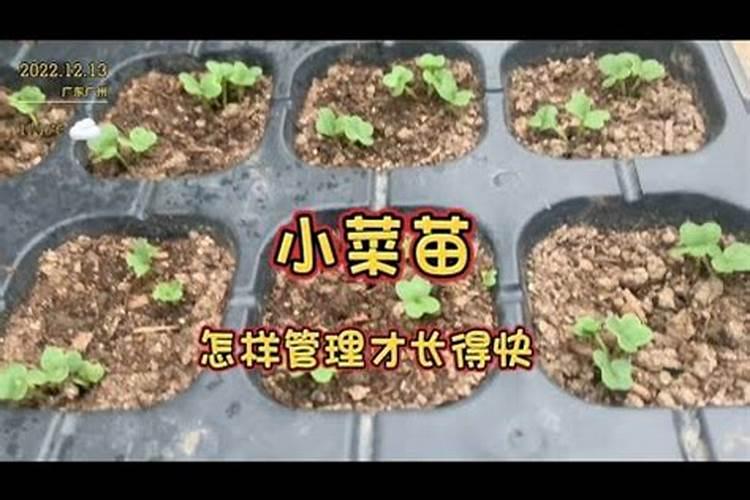 10度以下能打叶面肥吗 叶面肥有哪些