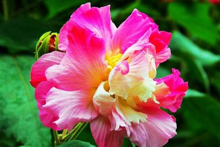 铁海棠多久浇一次水