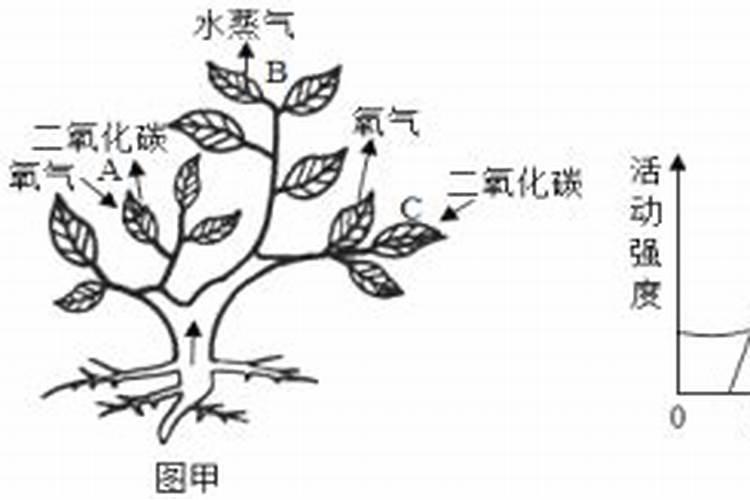 茎叶枯黄茎纤细易到伏施什么肥？