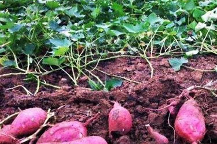 红薯后期冲硫酸钾一亩地需要多少斤