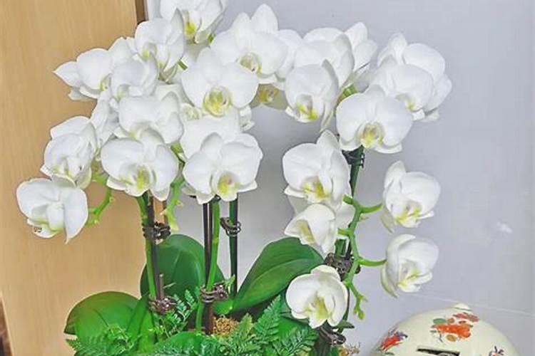 格桑花什么时候播种最好