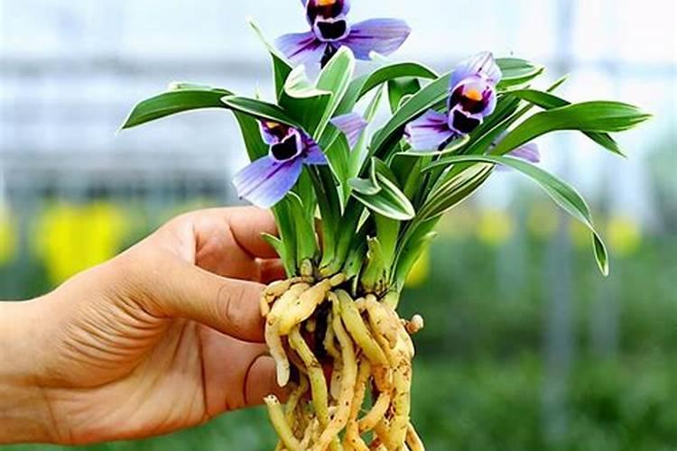 建兰的施肥方法