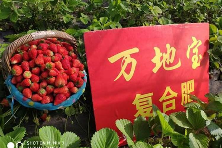 草莓初花期冲什么肥