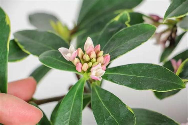 瑞香花开败之后如何处理