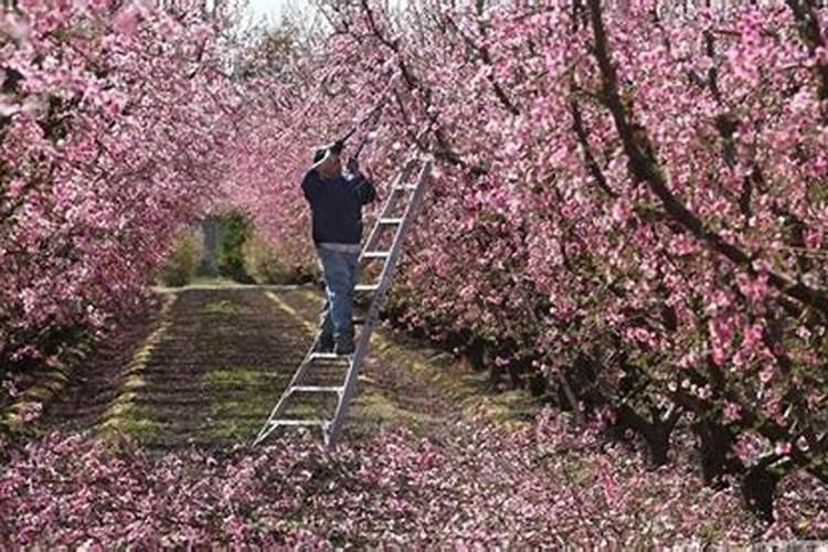 为什么套袋的苹果发黄不上色？促进果树花芽分化施什么肥料？