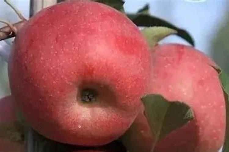 兰花肥害如何预防？需要关注哪些点